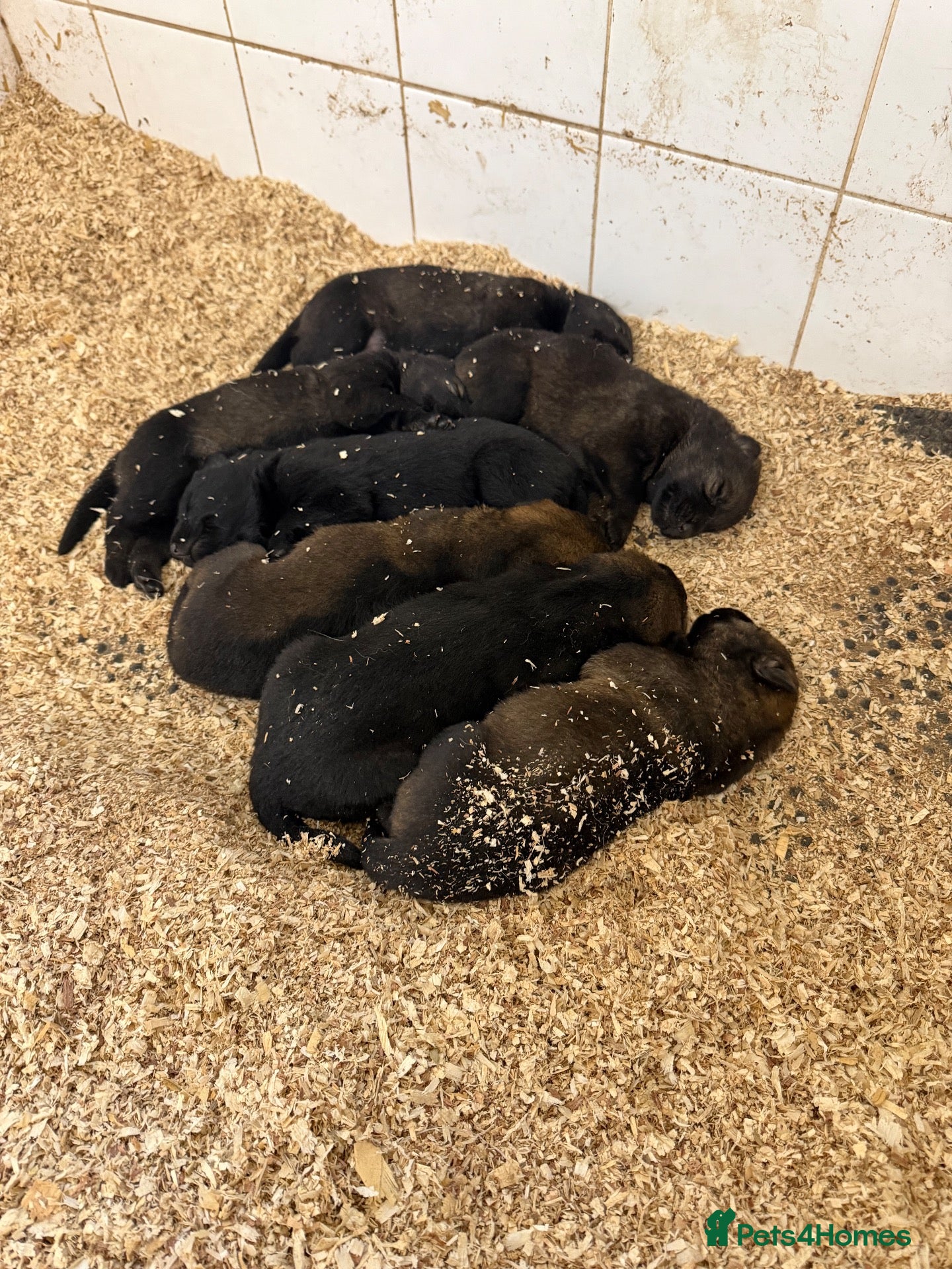 German Shepherd dogs Working line Czech shepherd puppies  - Advert 2