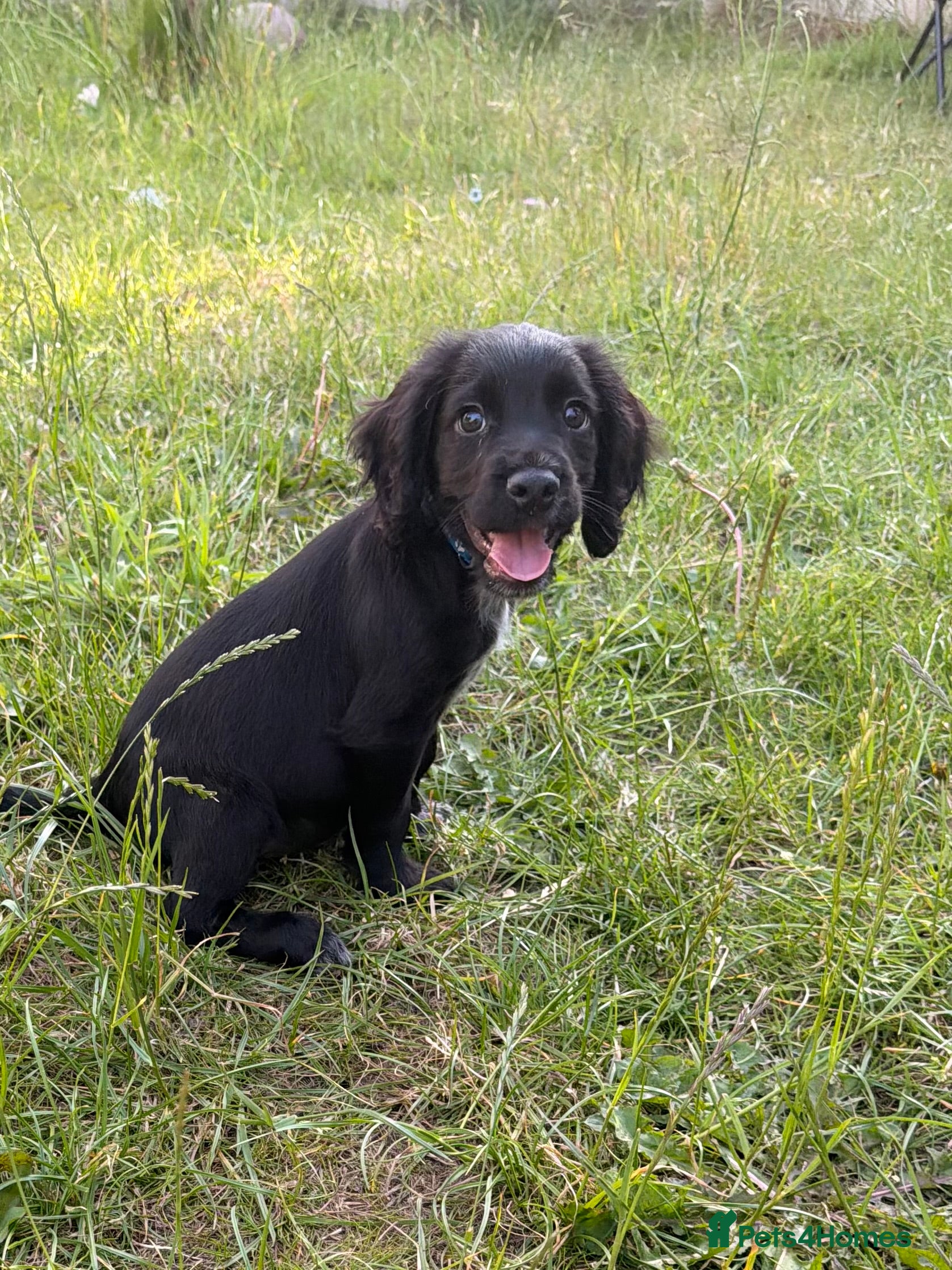 Cocker Spaniel dogs Last boy available 🐾 - Advert 2
