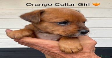 Boxer dogs - Advert 1