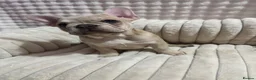 French Bulldog dogs for sale: French bulldog - Advert 3