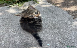 American Shorthair cats for sale: 4 BEAUTIFUL KITTENS FOR SALE - Image 2