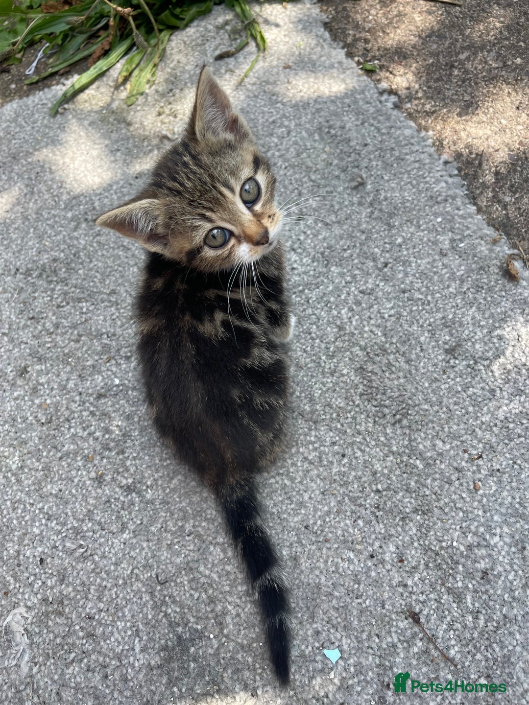 American Shorthair cats for sale: 4 BEAUTIFUL KITTENS FOR SALE - Image 2