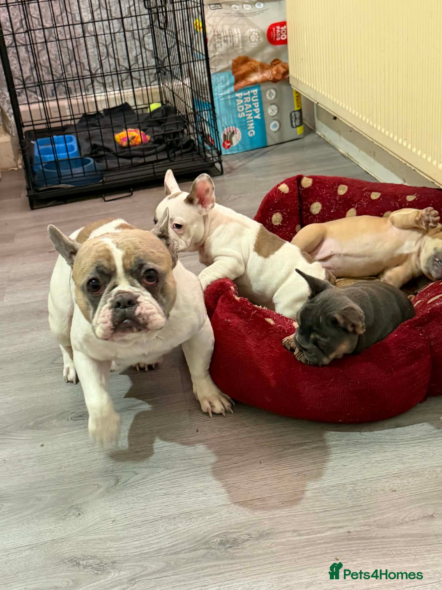 French Bulldog dogs French bulldog puppies  - Advert 1