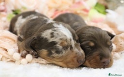 Miniature Dachshund dogs for sale: KC Miniature Dachshund Puppies - Image 12