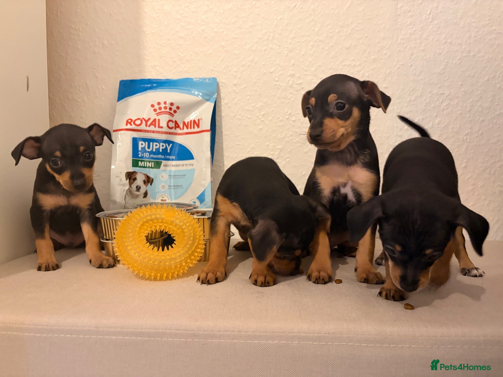 Mixed Breed dogs Beautiful Black & Tan Miniature Pinscher Puppies - Advert 1