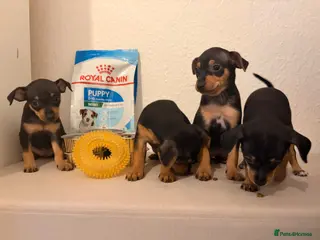 Mixed Breed dogs Beautiful Black & Tan Miniature Pinscher Puppies - Advert 18