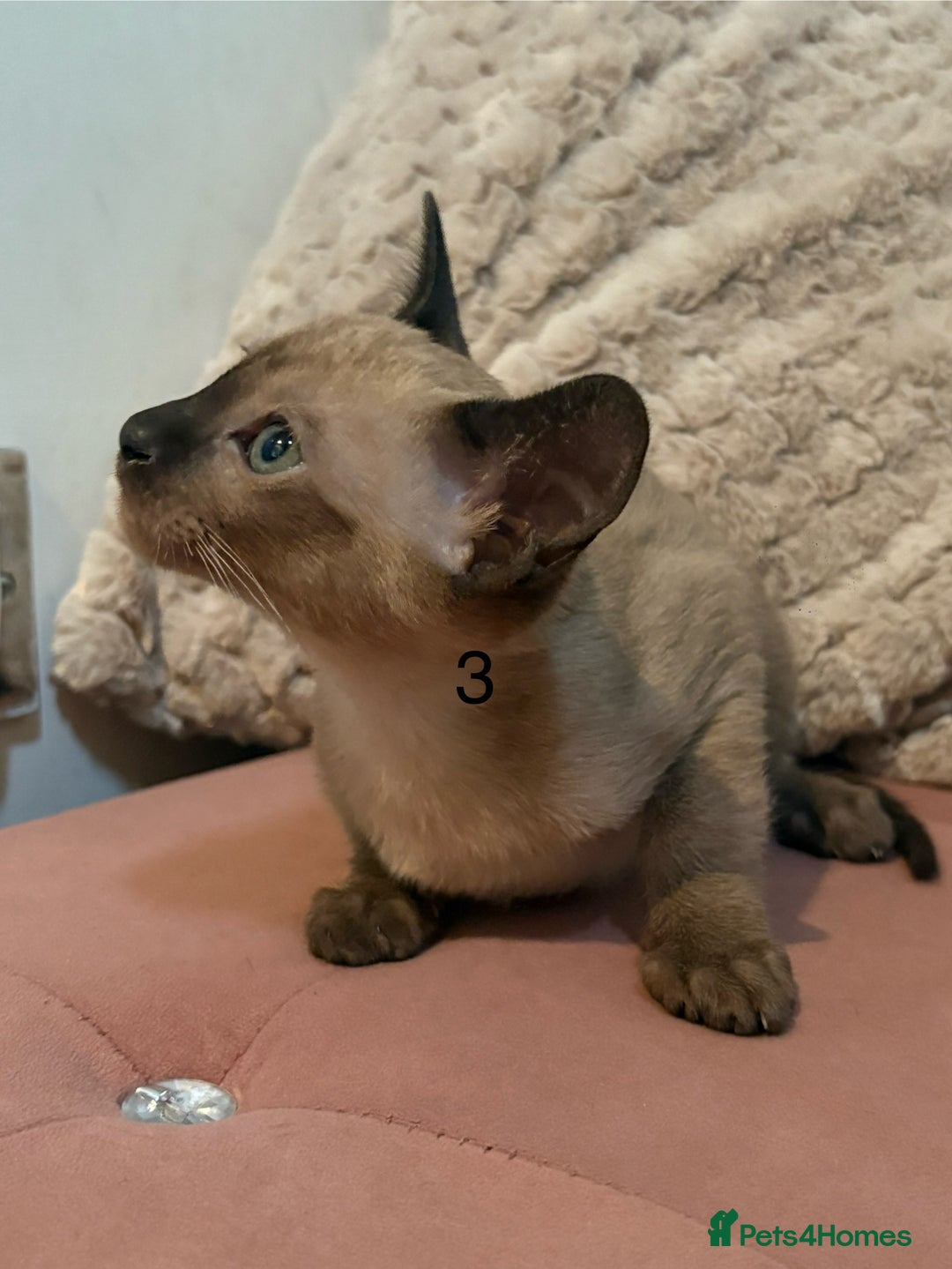 Tonkinese cats for sale: Tonkinese 1st gen Kittens  - Image 13