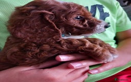 Cockapoo dogs for sale: Red cockapoo puppies - Image 5