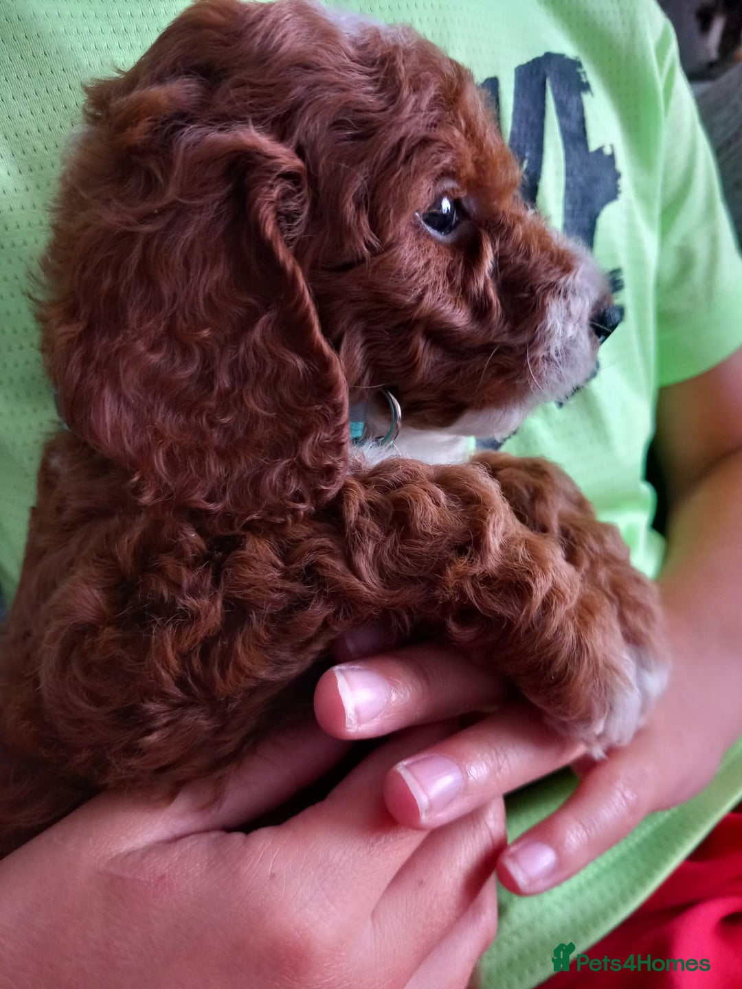 Cockapoo dogs for sale: Red cockapoo puppies - Image 5