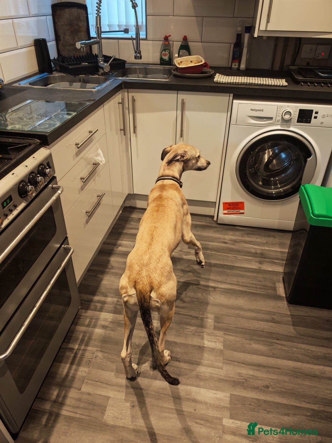 Lurcher dogs for sale: Female lurcher bull - Image 4
