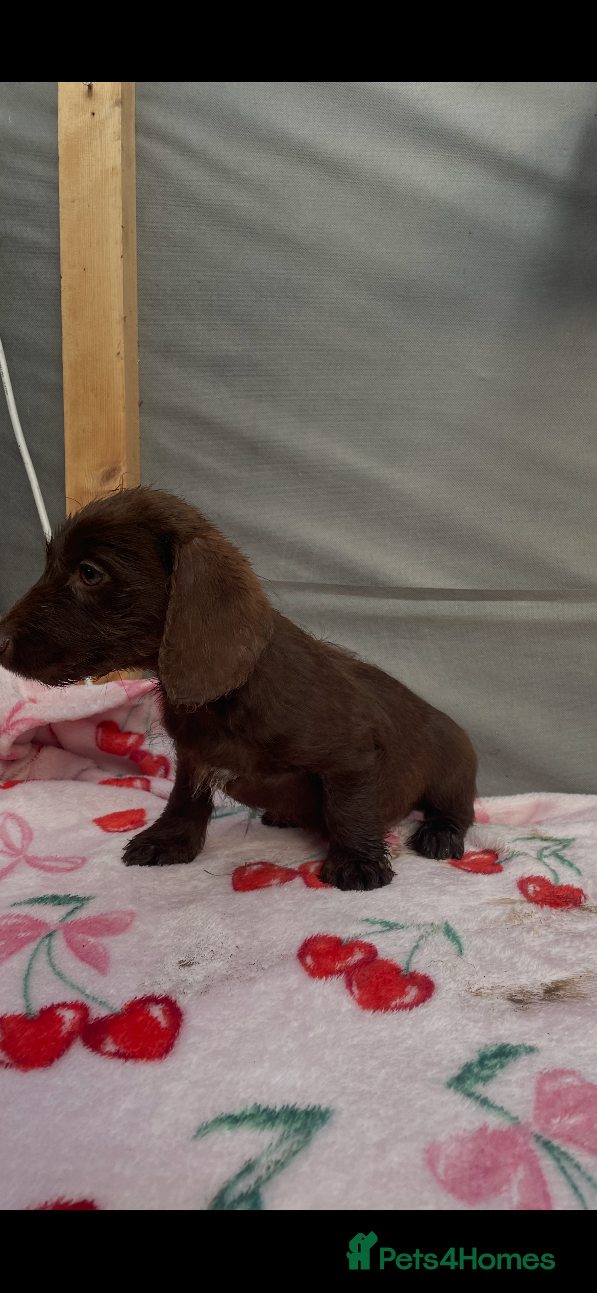 Miniature Dachshund dogs for sale: Miniature dachshunds  - Advert 2
