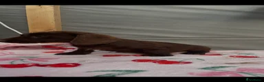 Miniature Dachshund 3