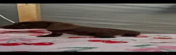 Miniature Dachshund dogs for sale: Miniature dachshunds  - Advert 2