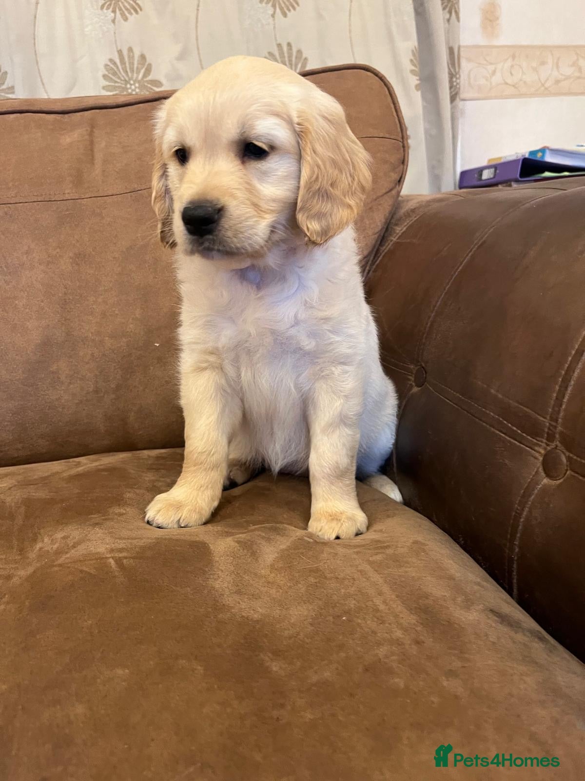 Golden Retriever dogs Ready Now 1Girl Kennel Club Golden Retriever Puppy - Advert 2