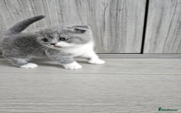 British Shorthair cats for sale: British shorthair x Scottish fold - Image 2