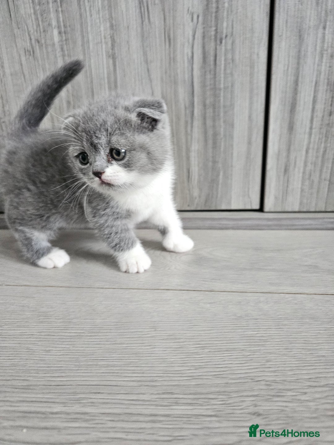 British Shorthair cats for sale: British shorthair x Scottish fold - Image 2