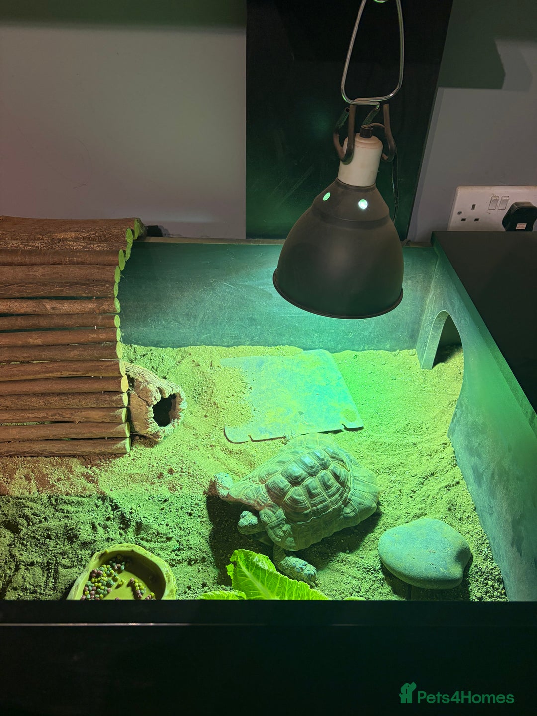 Tortoise reptiles for sale: Male Greek Tortoise for Sale, price negotiable.  - Advert 6