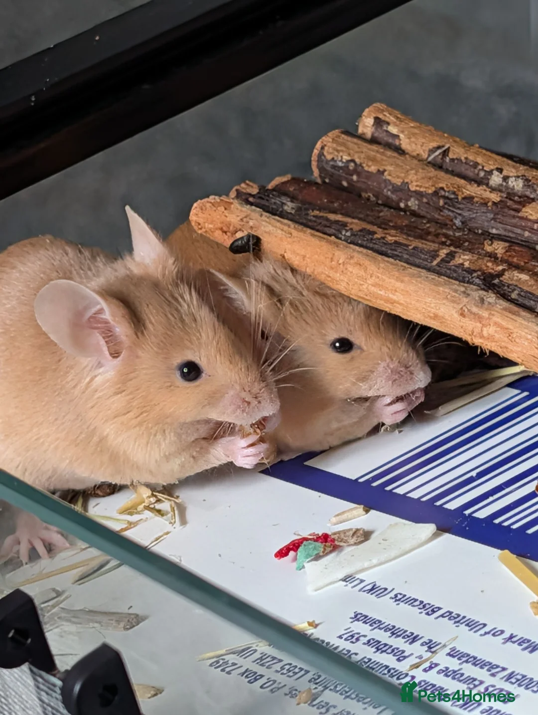 Mouse rodents for sale: Beautiful red male mice for sale  - Advert 2