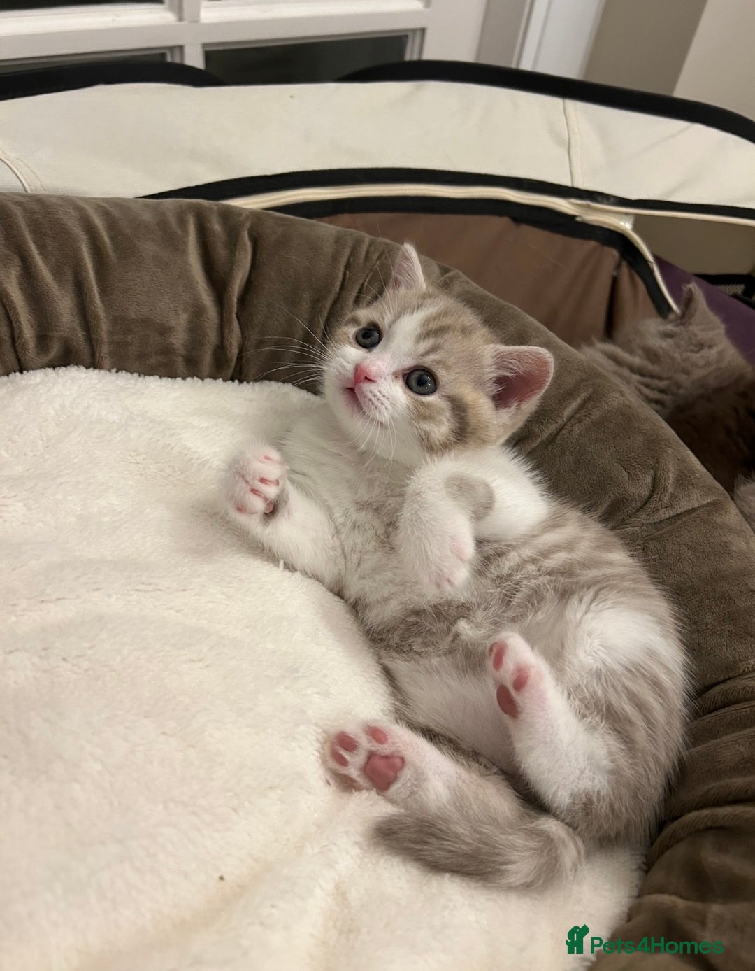 British Shorthair cats for sale: British shorthair kittens - Advert 2