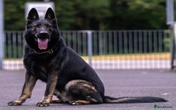 German Shepherd dogs for stud: Czech 🇨🇿 Health Tested German Shepherd Stud  in Birmingham - Image 3