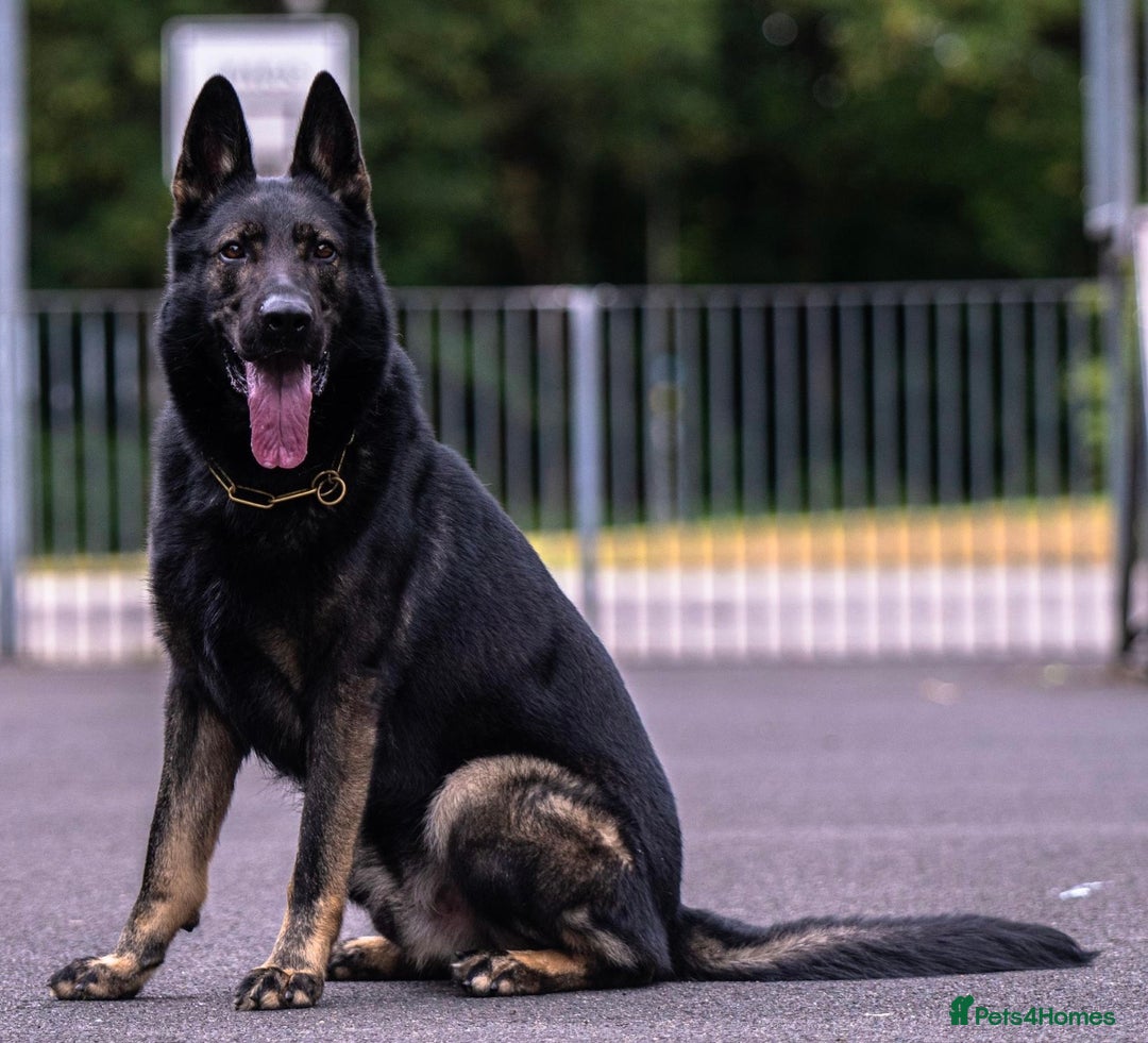 German Shepherd dogs for stud: Czech 🇨🇿 Health Tested German Shepherd Stud  in Birmingham - Image 3