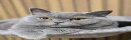 British Shorthair cats for sale: Beautiful Blue Active Queen – GCCF Registered - Advert 8
