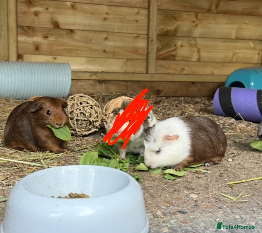 Guinea Pig rodents for sale: 2 sister guinea pigs - Advert 1