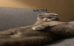 Scottish Fold cats for sale: Scottish Fold Kitten Looking for Home - Image 7