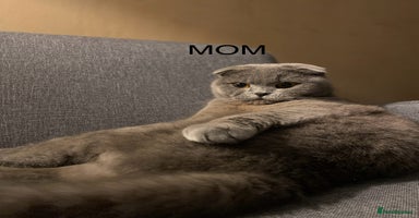 Scottish Fold cats - Advert 1