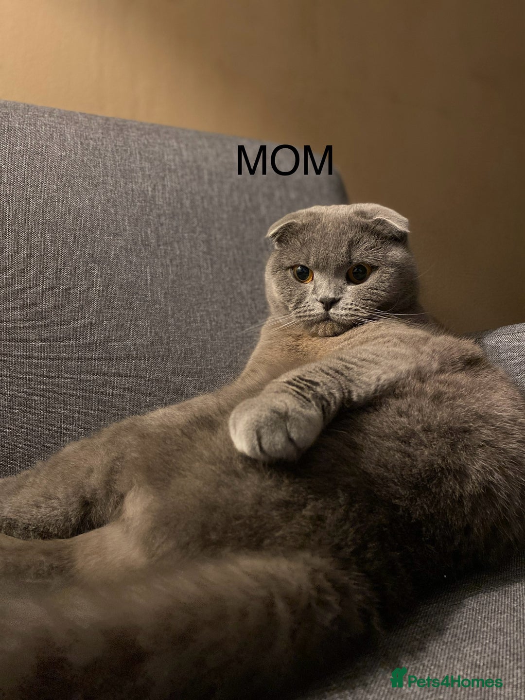 Scottish Fold cats for sale: Scottish Fold Kitten Looking for Home - Image 7