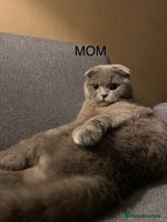 Scottish Fold cats - Advert 9
