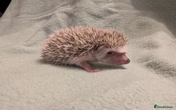 Pygmy Hedgehog rodents for sale: Little girl hedgehog  - Image 4
