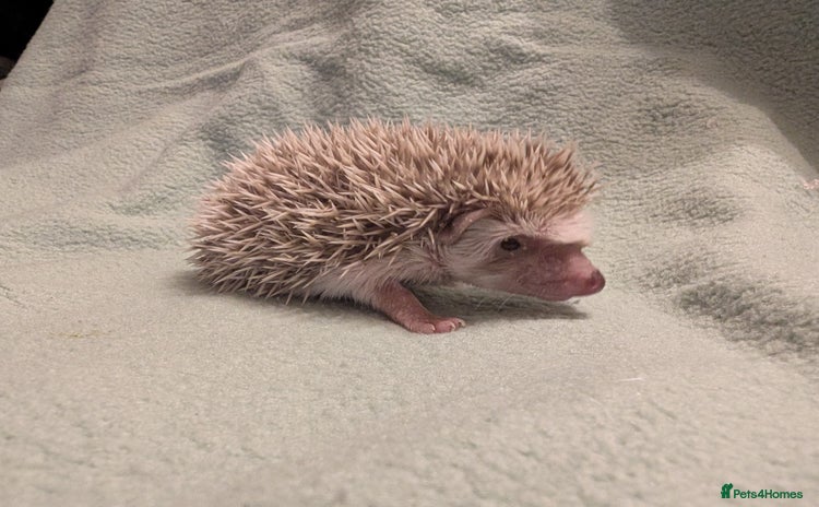 Pygmy Hedgehog rodents - Advert 2