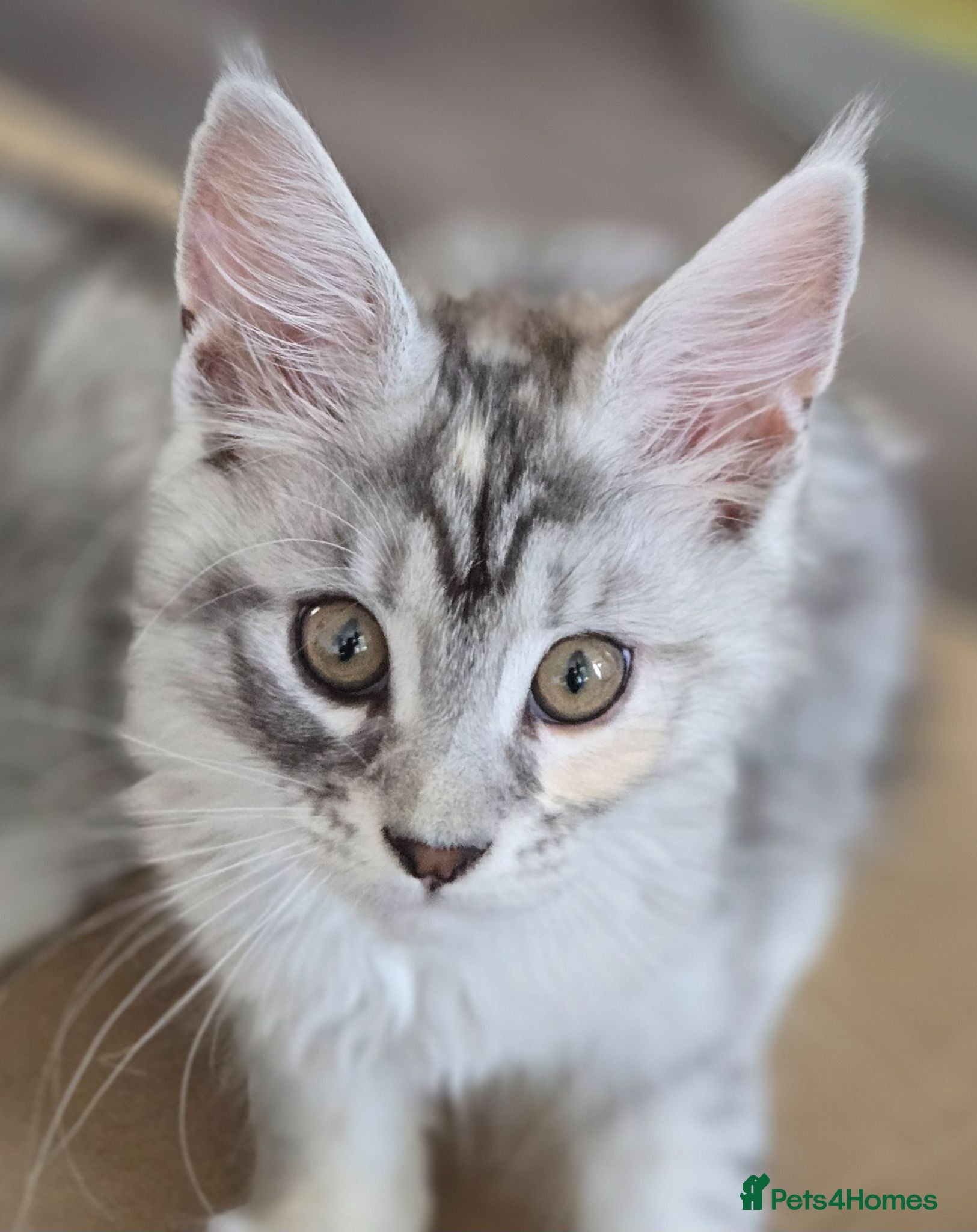 Maine Coon cats Ready now TICA registered Maine Coon kitten's - Advert 2