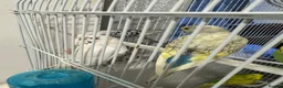 Budgerigars birds for sale: Baby budgies - Advert 6