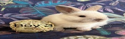 Netherland Dwarf rabbits for sale: Beautiful friendly Netherland Dwarfs (vaccinated) - Advert 3