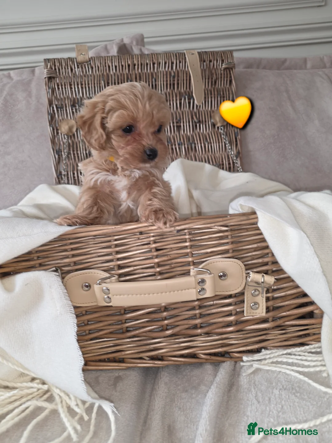 Maltipoo dogs for sale: Five gorgeous multi-poo puppies 3boys 2 girls - Advert 12