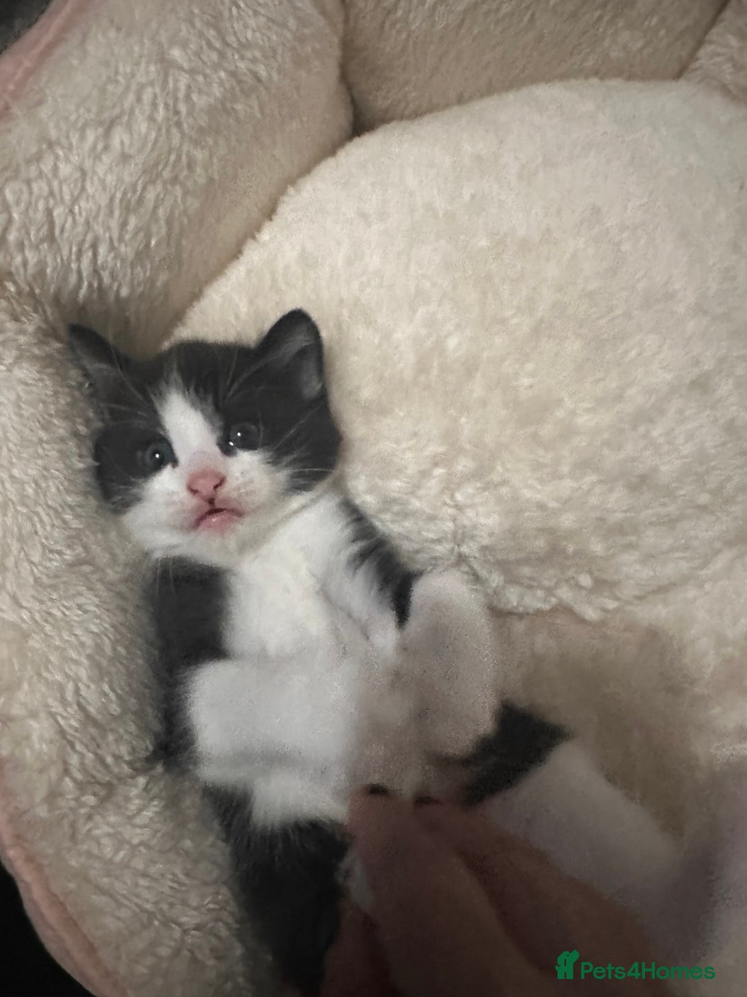 Mixed Breed cats for sale: Two Adorable Kittens Ready For New Home - Advert 6