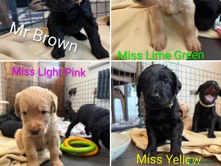 Labradoodle dogs Labradoodle Puppies - Advert 6