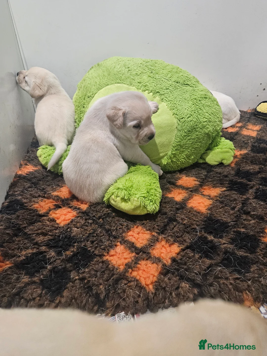 Labrador Retriever dogs for sale: Chunky yellow puppies  - Advert 5