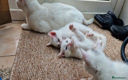 Mixed Breed cats for sale: White kittens. Ready Now. £150 each - Image 2