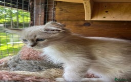 Ragdoll cats for sale:  Gorgeous purebred ragdoll kittens ready now  - Image 4