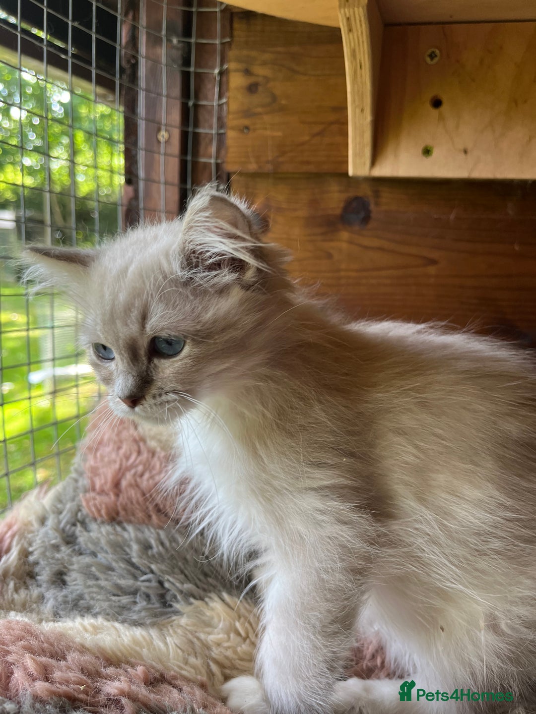 Ragdoll cats for sale:  Gorgeous purebred ragdoll kittens ready now  - Image 4