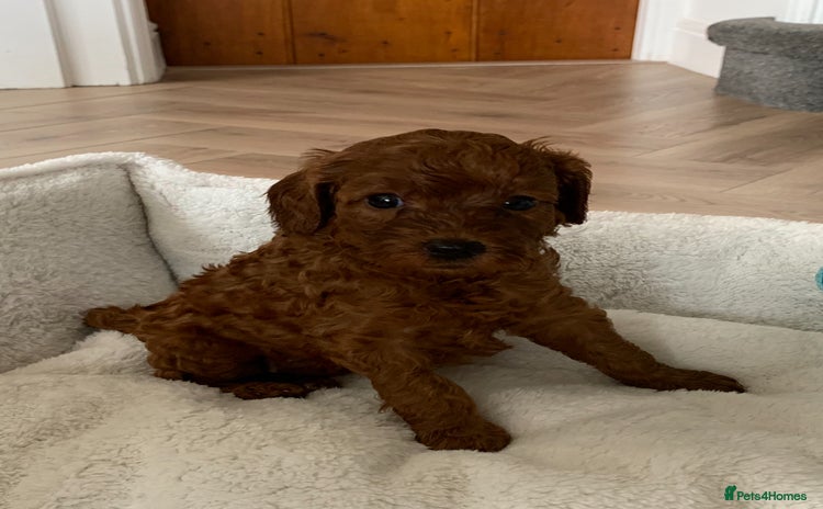 Cockapoo dogs - Advert 2