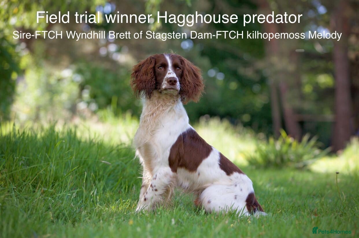 English Springer Spaniel dogs AT STUD Field trial winner in Lymington - Advert 6
