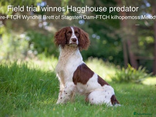 English Springer Spaniel dogs in Lymington - Advert 2