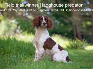 English Springer Spaniel dogs AT STUD Field trial winner in Lymington - Advert 1