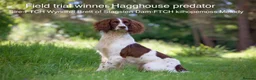 English Springer Spaniel dogs for stud: AT STUD Field trial winner in Lymington - Advert 1