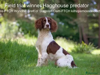 English Springer Spaniel dogs AT STUD Field trial winner in Lymington - Advert 5