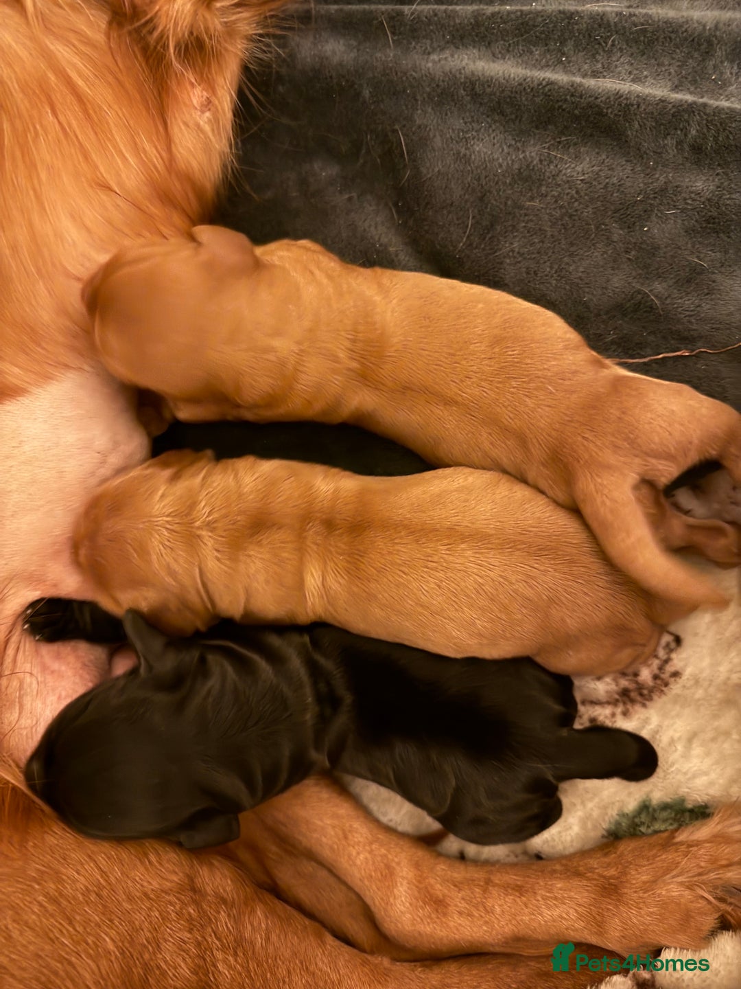 Cocker Spaniel dogs for sale: Outstanding simbawood line cocker spaniels  - Image 4